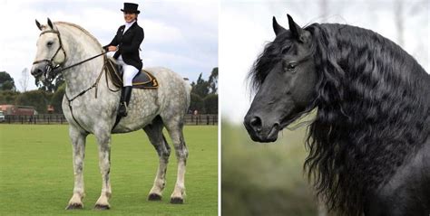 6 Common Black Horse Breeds You Need to See - Horsey Hooves