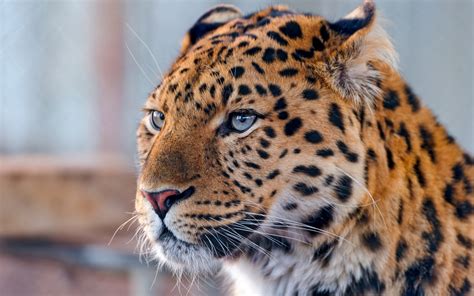 Beautiful Leopard Background Wallpaper 1920x1200 11627