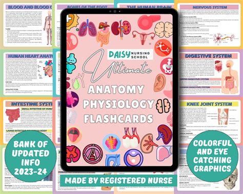 Anatomy Physiology Flashcards Anatomy Flashcards (Download Now) - Etsy