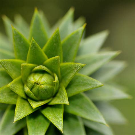 Green Succulent Plant · Free Stock Photo