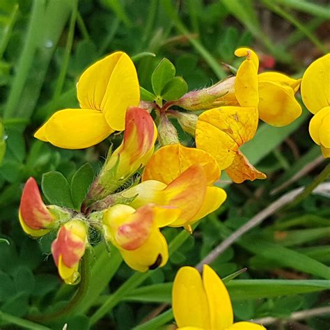 Bird’s Foot Trefoil Scotia Seeds