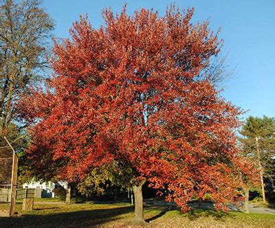 Red Maple - University of Florida, Institute of Food and Agricultural ...