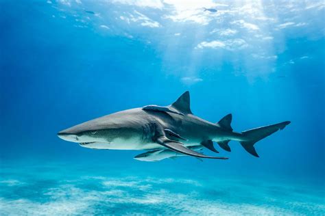 Lemon Shark A Z Animals