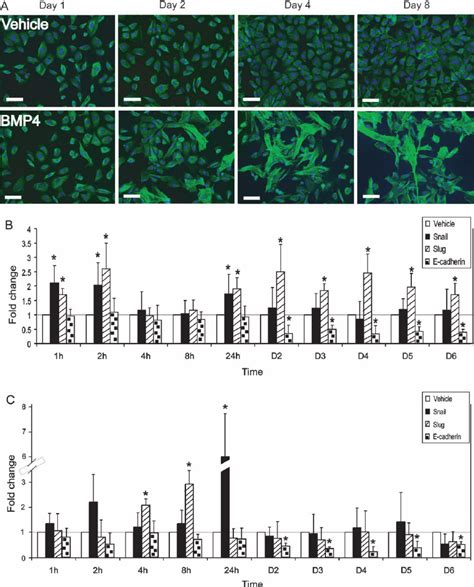 Bmp Induces An Emt Response In Ovca Cells A Ovca Cells Were