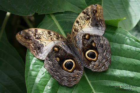 Two Brown Butterflies Sitting On Top Of A Green Leaf