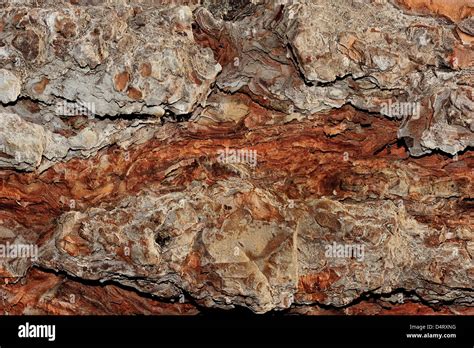 A Detailed Picture Of A Tree Bark Stock Photo Alamy