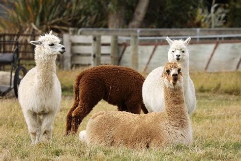 40 Adorable Alpaca Photos To Make You Smile Readers Digest