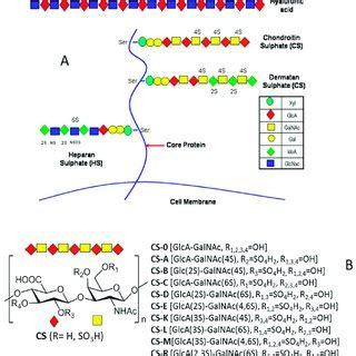 A The General Structure Of Proteoglycans The Chemical Structures Of