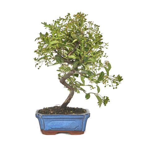 Pyracantha Bonsai Years Firethorn Mistral Bonsai