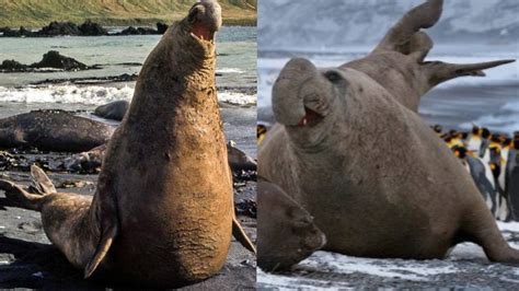 Elefante Marino El Gigante Acuático que pesa más de 4 Toneladas YouTube