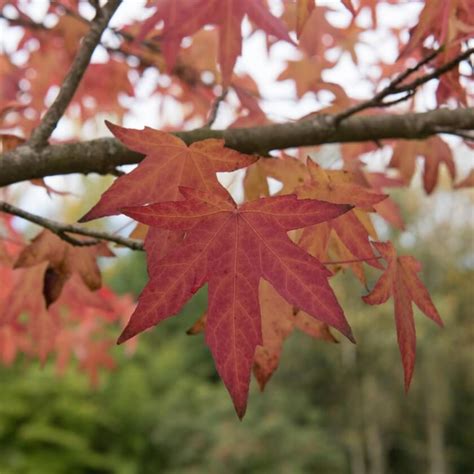 Amerikanischer Amberbaum Worplesdon Liquidambar Styraciflua