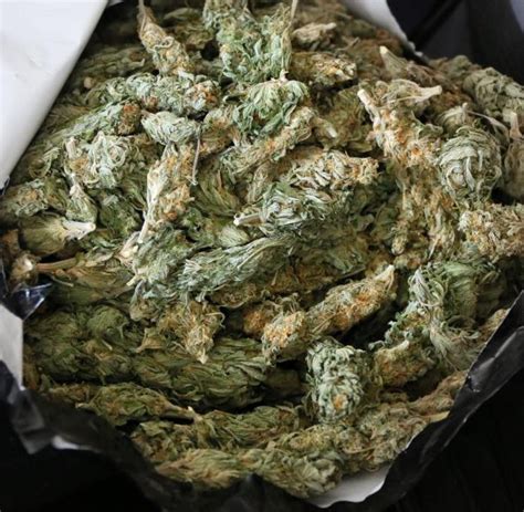 Zollfahnder Beschlagnahmen Zehn Kilogramm Marihuana WELT