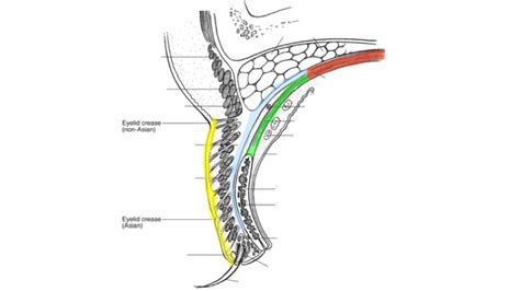 Eyelid Anatomy — Ophthalmology Review