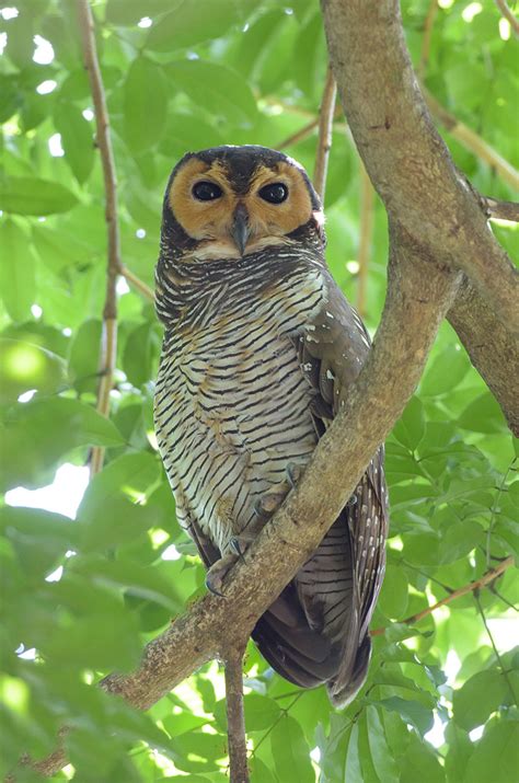 Spotted Wood Owl – Birds of Singapore