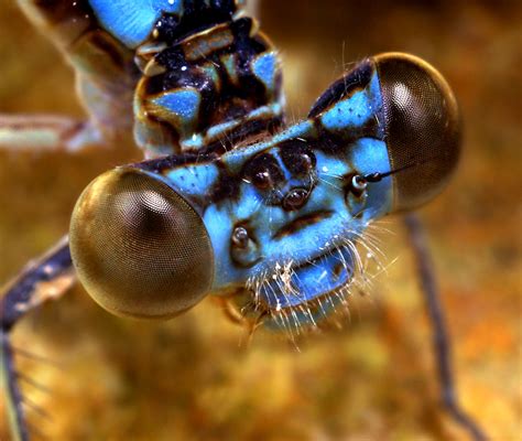 Blue Damsel Fly Face Zygoptera Only Type Of Damselfly Flickr