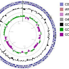 A Graphical Circular Map Of The Genome Performed With Cgview Comparison