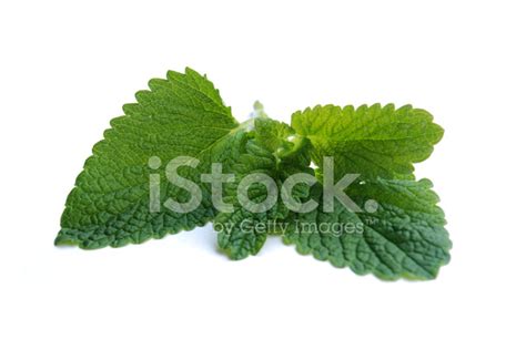 Peppermint Stock Photo Royalty Free Freeimages