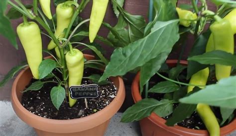 How to Grow Banana Peppers at Home Garden: Useful Tips