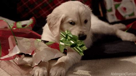 Golden Retriever Christmas Animals GIF - Find & Share on GIPHY