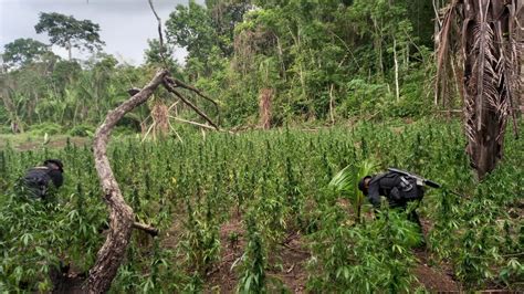 Erradican Mil Matas De Marihuana En Pet N Diario De Centro Am Rica