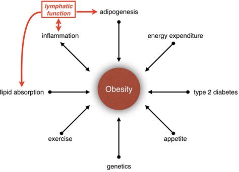 Frontiers Lymphatic Vasculature In Energy Homeostasis And Obesity