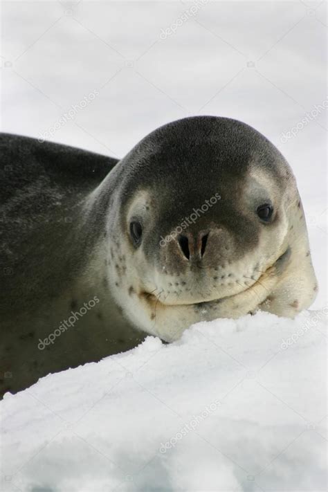 Leopard seal on an iceberg in Antarctica — Stock Photo © rosnpr.gmail ...