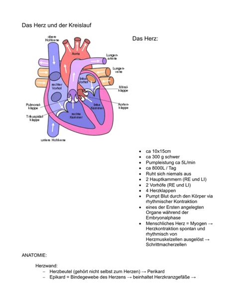 Das Herz Und Der Kreislauf Das Herz