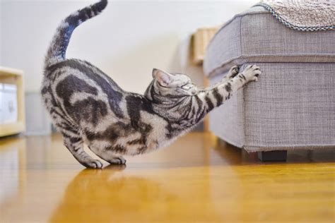 Comment empêcher mon chat de faire ses griffes sur le canapé Assur