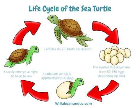 Sea Turtle Life Cycle Video Ray Roche