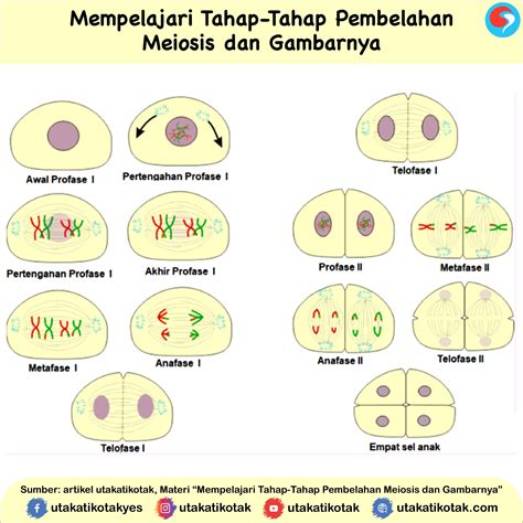 Pengetahuan Singkat Dan Dasar Biologi Tanaman Pembelahan Meiosis