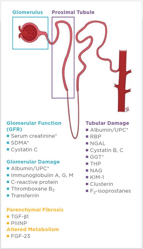 Clinical Application Of Renal Biomarkers