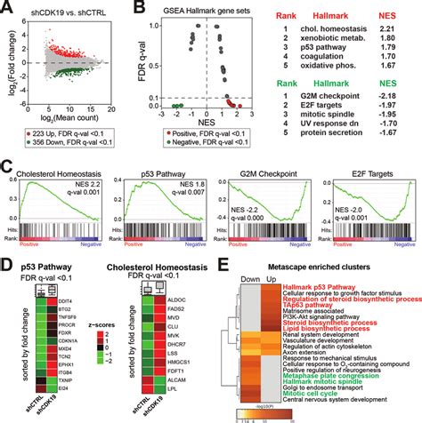 Gene Expression Rna Seq Changes Due To Cdk Knockdown Affect The P