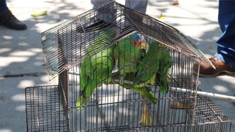 Rescatan pericos utilizados para el tráfico ilegal de aves Punto MX