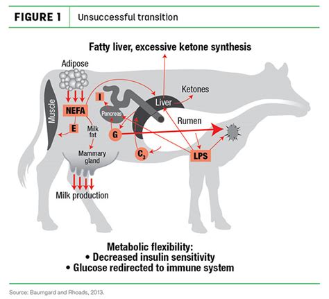 The Common Denominator Leaky Gut Syndrome Progressive Dairy Ag Proud