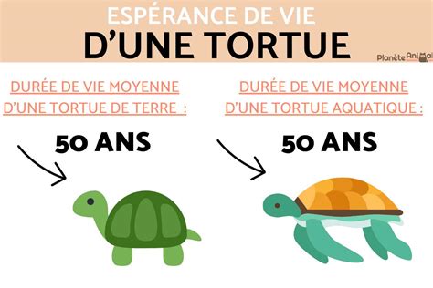 Combien De Temps Vit Une Tortue Terrestre Ou D Eau