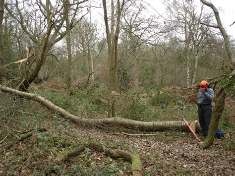 Yellow Trail Clearance Friends Of Northaw Great Wood