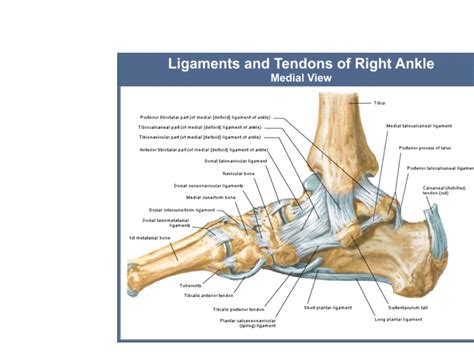 Medial Ankle Ligaments