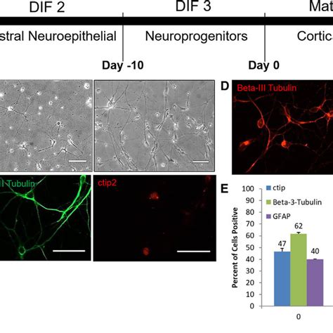 Characterization Of Hipsc Cortical Neuron Maturation Via Phase