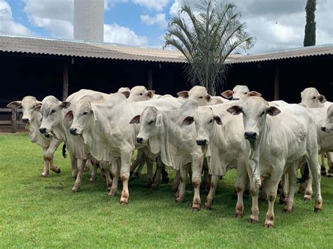 Criadores De Nelore De Uberaba Far O Mega Oferta De Gen Tica