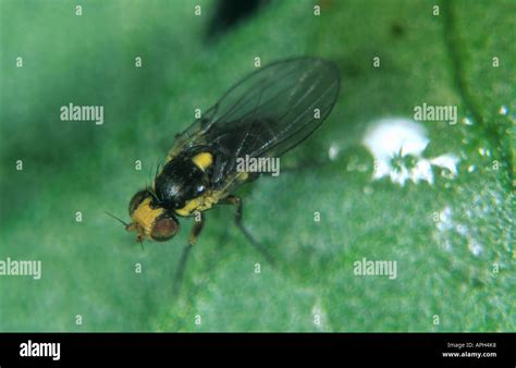 South American Leafminer Liriomyza Huidobrensis Adult Fly On A Tomato