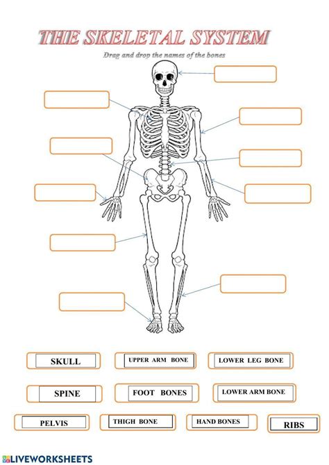 Human Skeleton Esl Worksheet By Juanmadrid Worksheets Library