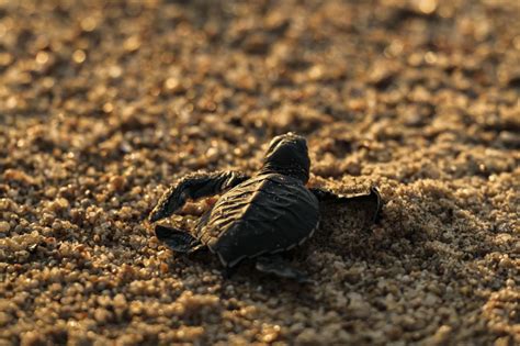 6 De Las Playas Más Bonitas Para Liberar Tortugas Marinas En Jalisco