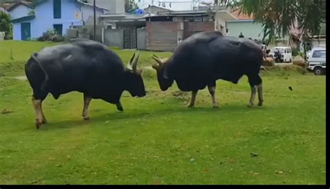 Indian Gaur (Bison) Fighting. : r/nextfuckinglevel