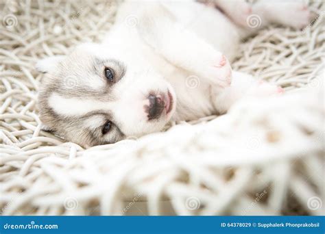 Siberian Husky Puppies Sleeping With Isolated Background Stock Image