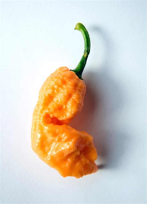 Scoville Scale The Hottest Chillies In The World In Pictures Life