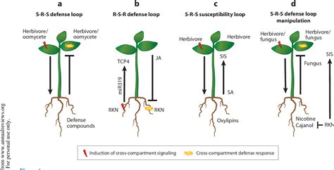 Figure 1 From Plant Mediated Systemic Interactions Between Pathogens