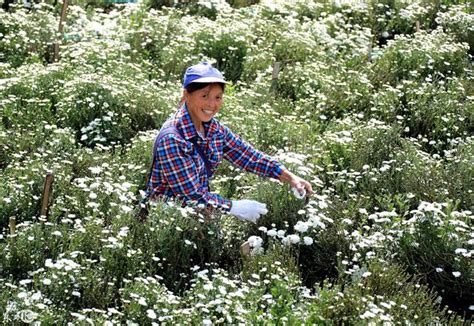 金秋时节 安徽省黄山市休宁县蓝田镇菊农在采摘“徽州贡菊” 每日头条