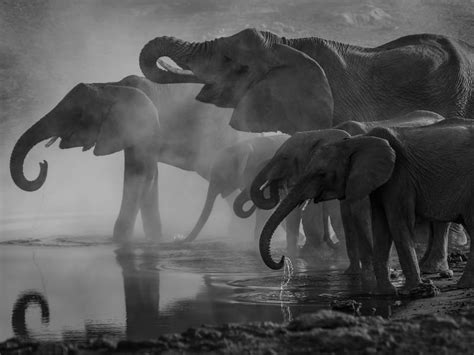 Elephants Vary What They Eat For Dinner Just Like Humans Science