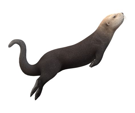 Sea Otter Isolated On A Transparent Background 23839782 Png
