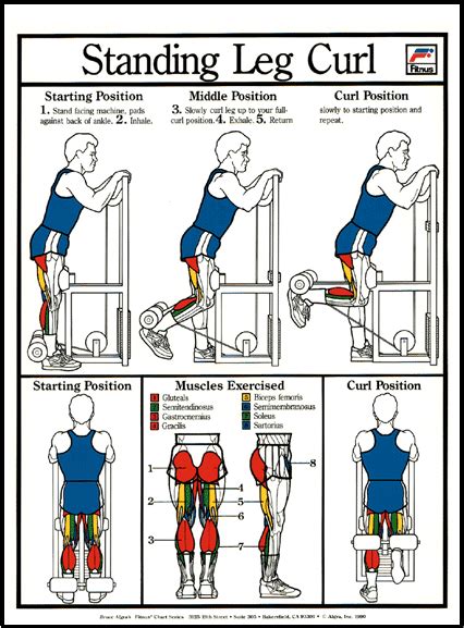 Standing Leg Curl Exercise Poster Clinical Charts And Supplies